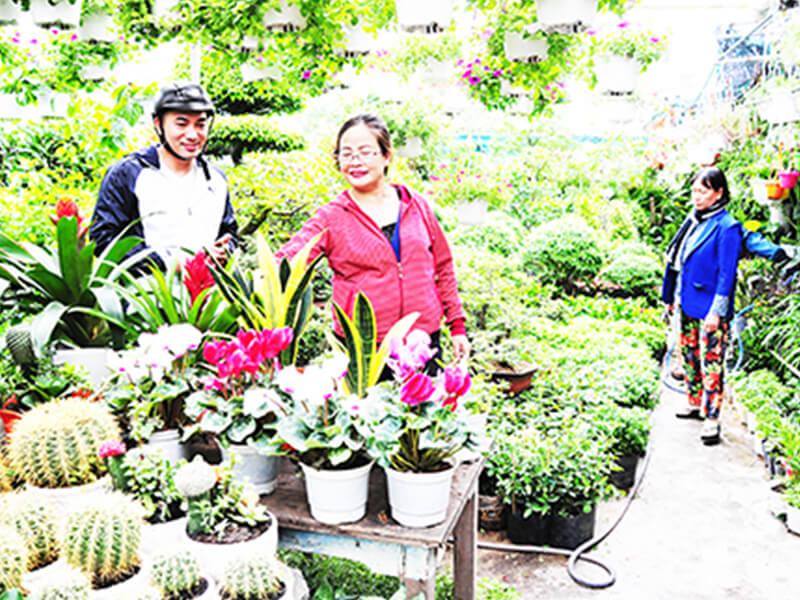 Cây Cảnh Sen đá - P&P Garden Nha Trang